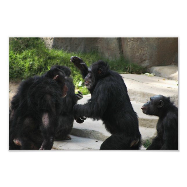Los Angeles Zoo Fototryck (Framsidan)