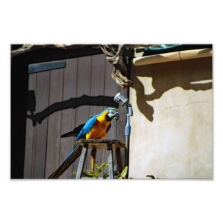 Los Angeles Zoo Fototryck