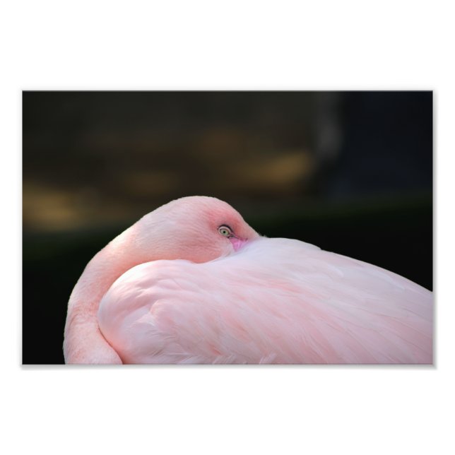 Los Angeles Zoo Fototryck (Framsidan)