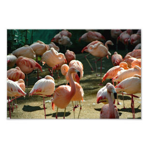 Los Angeles Zoo Fototryck