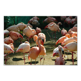 Los Angeles Zoo Fototryck