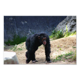 Los Angeles Zoo Fototryck