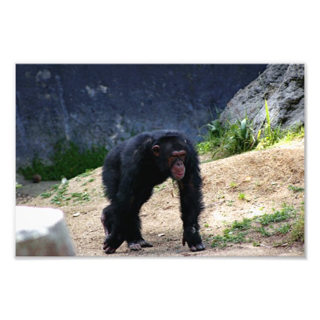 Los Angeles Zoo Fototryck (Framsidan)