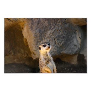 Los Angeles Zoo Fototryck