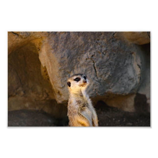 Los Angeles Zoo Fototryck (Framsidan)