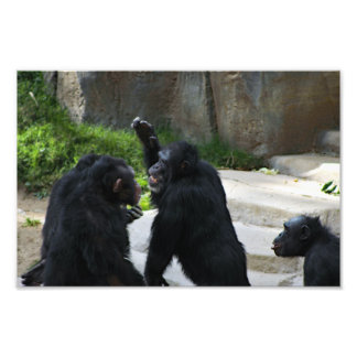 Los Angeles Zoo Fototryck