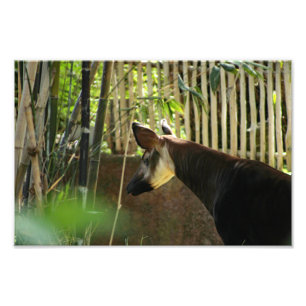 Los Angeles Zoo Fototryck