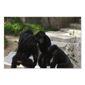 Los Angeles Zoo Fototryck