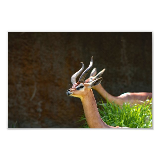 Los Angeles Zoo Fototryck (Framsidan)