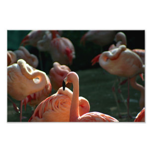 Los Angeles Zoo Fototryck