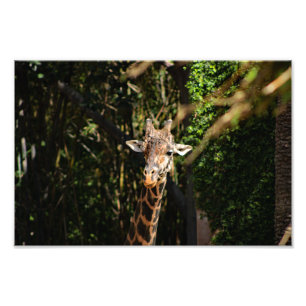 Los Angeles Zoo Fototryck