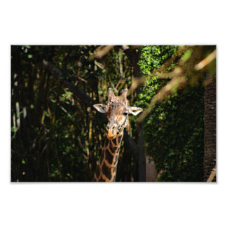 Los Angeles Zoo Fototryck