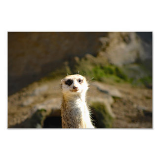 Los Angeles Zoo Fototryck