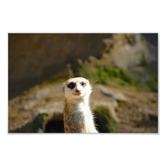Los Angeles Zoo Fototryck (Framsidan)