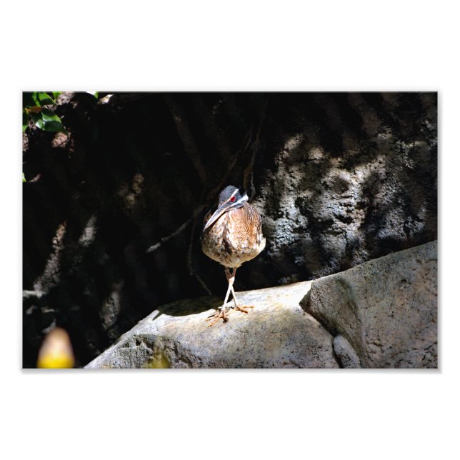 Los Angeles Zoo Fototryck (Framsidan)