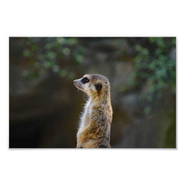 Los Angeles Zoo Fototryck (Framsidan)
