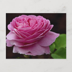 Lös Hybrid Tea Ro 'Heirloom' Vykort