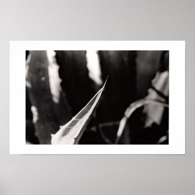 Los Magueyes Poster (Framsidan)