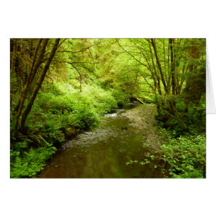 Lost Man Creek I vid Redwood National Park Hälsningskort