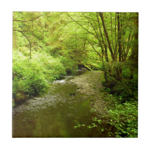 Lost Man Creek I vid Redwood National Park Kakelplatta