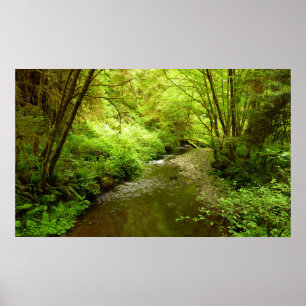 Lost Man Creek I vid Redwood National Park Poster