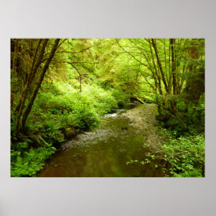 Lost Man Creek I vid Redwood National Park Poster