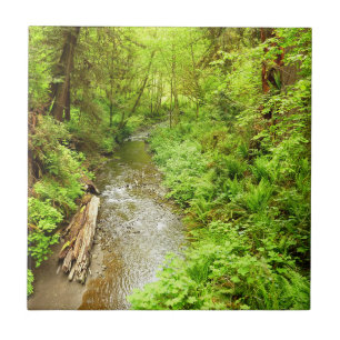 Lost Man Creek II vid Redwood National Park Kakelplatta