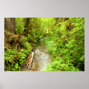 Lost Man Creek II vid Redwood National Park Poster