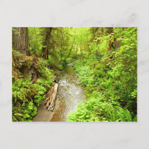 Lost Man Creek II vid Redwood National Park Vykort