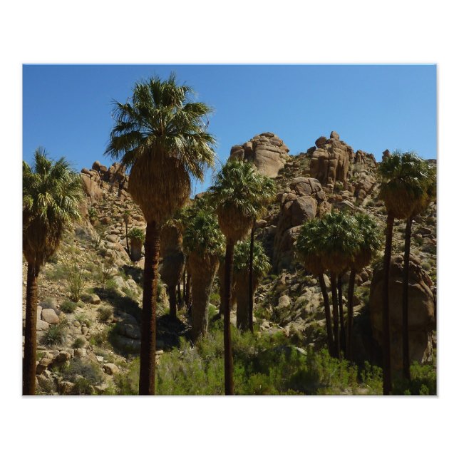 Lost Palms Oasis I vid Joshua Tree National Park Fototryck (Framsidan)