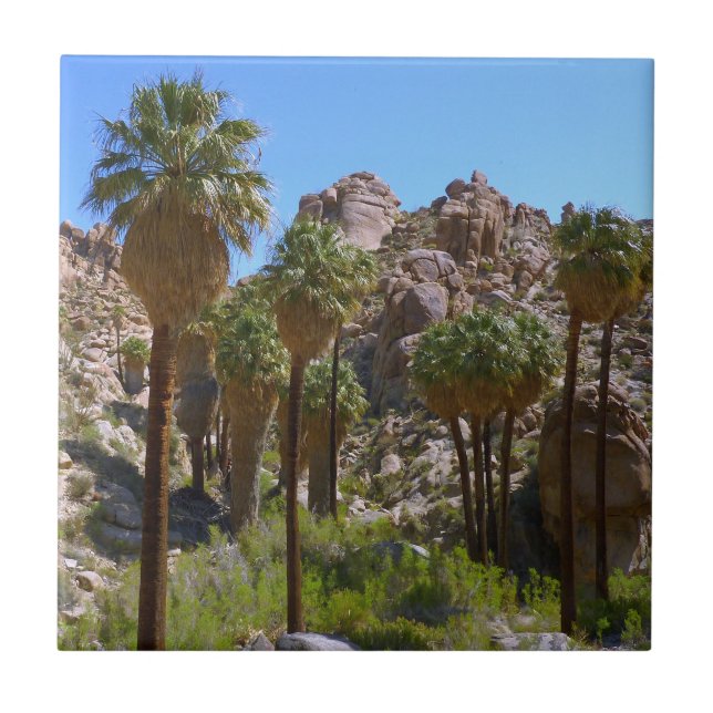 Lost Palms Oasis I vid Joshua Tree National Park Kakelplatta (Framsidan)
