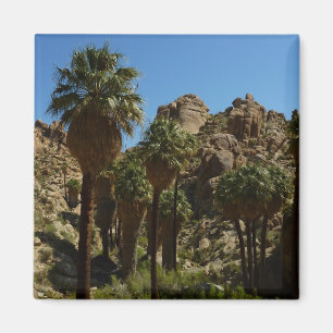 Lost Palms Oasis I vid Joshua Tree National Park Magnet