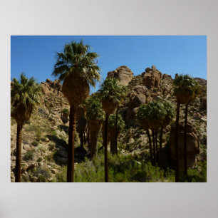 Lost Palms Oasis I vid Joshua Tree National Park Poster