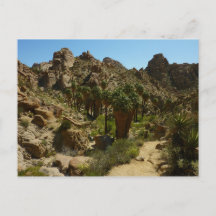 Lost Palms Oasis II vid Joshua Tree National Park