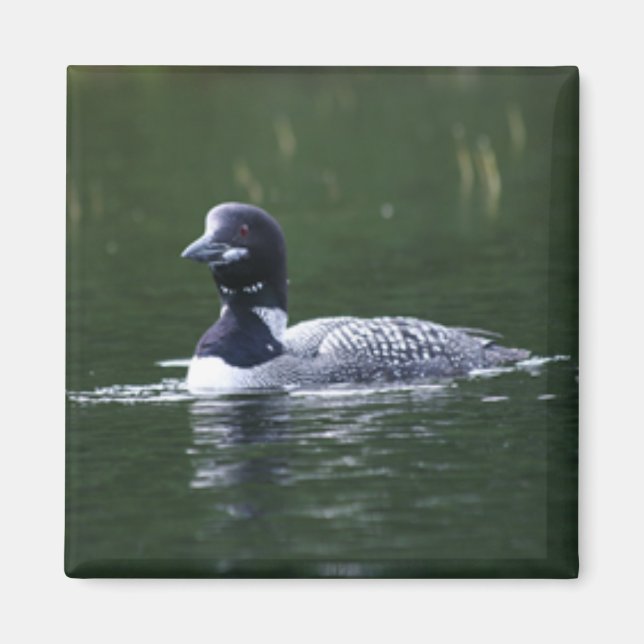 lott magnet (Framsidan)