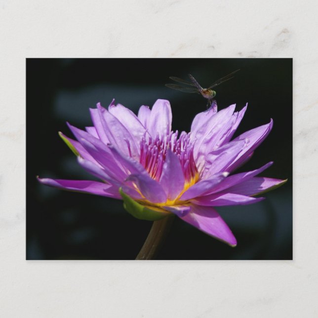 Lotus and Dragonfly Vykort (Framsida)