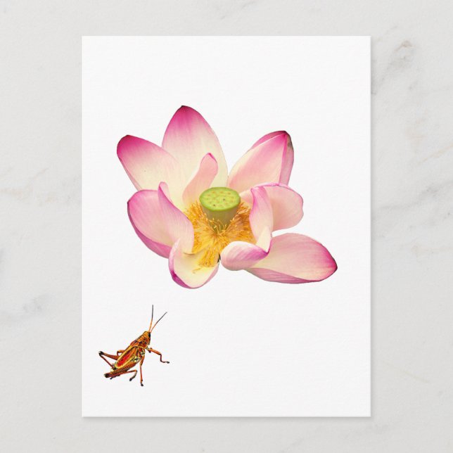 Lotus and Grashopper Vykort (Framsida)