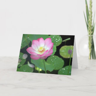 Lotus Beauty Kort
