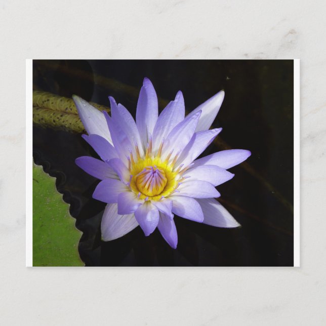 lotus bleu du Nil Vykort (Framsida)