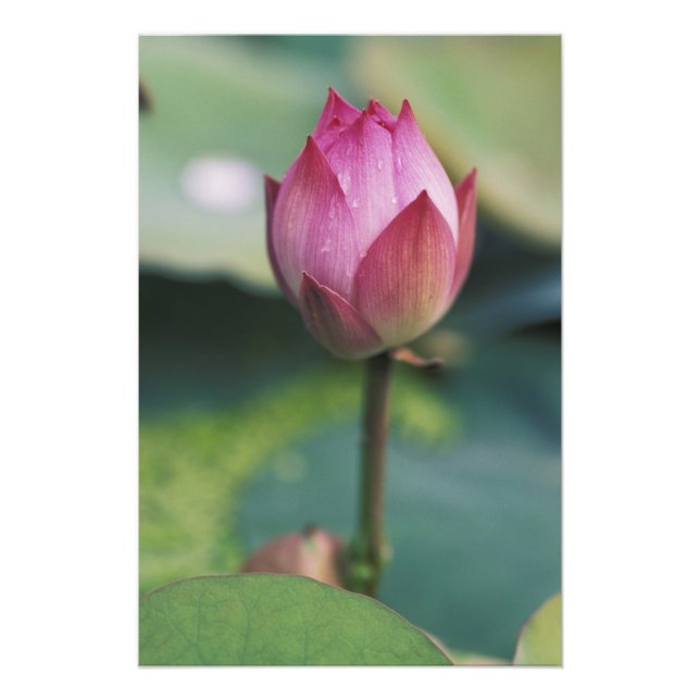 Lotus blombud, Hangzhou, provinsen Zhejiang, Fototryck (Framsidan)