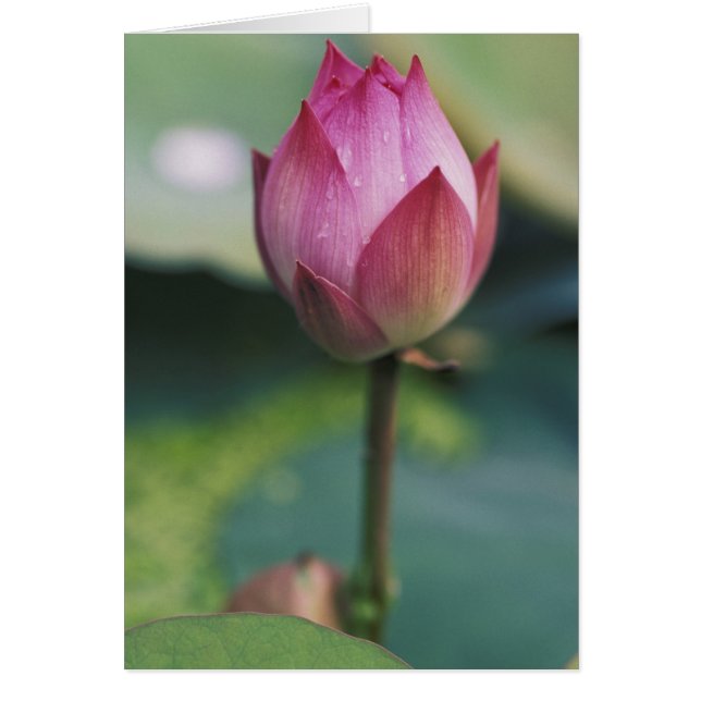 Lotus blombud, Hangzhou, provinsen Zhejiang, Hälsningskort (Framsidan)
