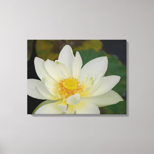 Lotus blomma canvastryck