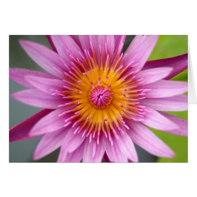 lotus blomma hälsningskort (Framsidan Horizontal)