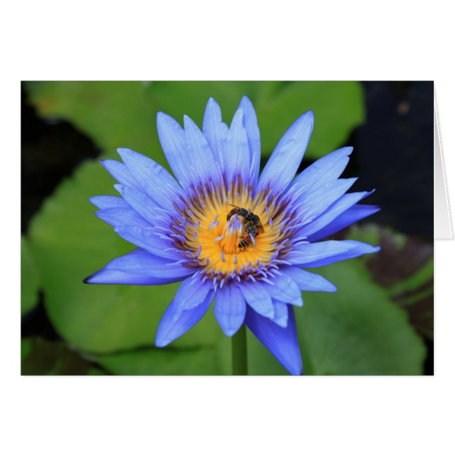 Lotus blomma hälsningskort (Framsidan Horizontal)