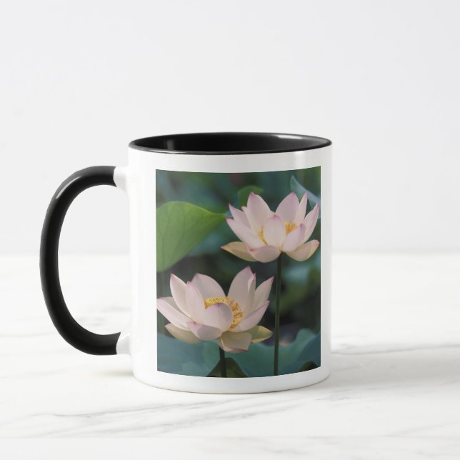 Lotus blomma i blommar, China Mugg (Vänster)