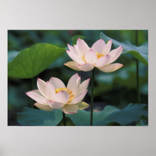 Lotus-blomma i blommar, China Poster