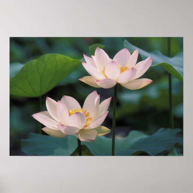 Lotus-blomma i blommar, China Poster (Framsidan)