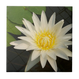 lotus, blomma, natur, blommar, blommigt, växt, kakelplatta