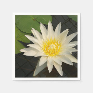 lotus, blomma, natur, blommar, blommigt, växt, pappersservett