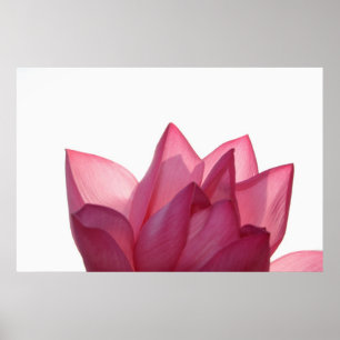 Lotus blomma [Nelumbio speciosum] i fullt Poster
